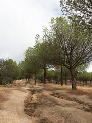 Natural Park of the Casa de Campo, Madrid