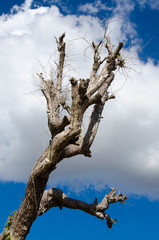 tree dead sky blue nature background dry trees