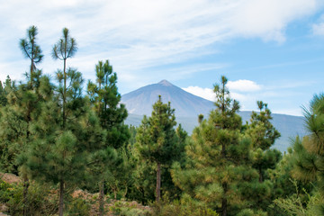 pine trees at teide, tenerife