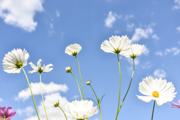 White Cosmos