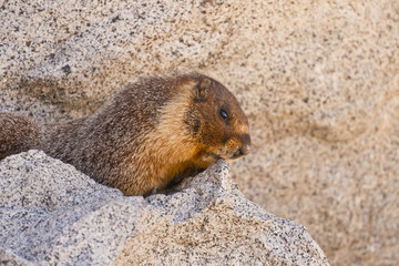 Naklejka na ściany i meble marmot in rocky landscape closeup view