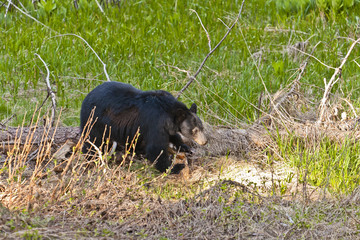 black bear in the grassy fields