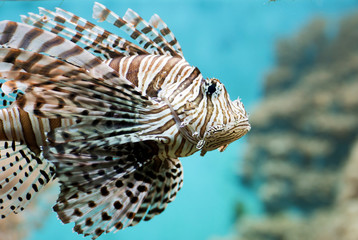 Fish swims in the aquarium, Zebra winged. Fish among corals and algae. 