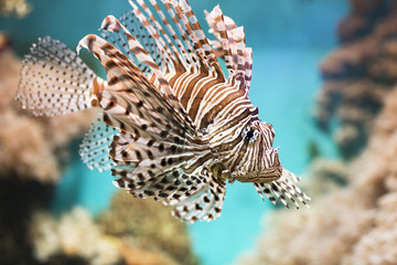 Naklejka na ściany i meble Fish swims in the aquarium, Zebra winged. Fish among corals and algae. 