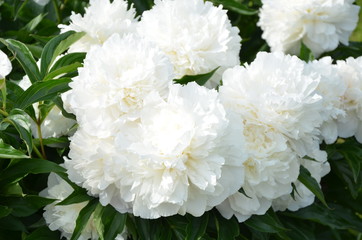 Beautiful white peony flowers in the garden 