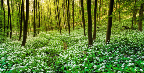 Fototapeta na wymiar Bärlauchblüte iml Wald Frühling