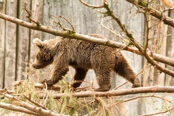 Brown bear at the zoo at Goldau