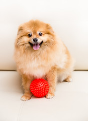 Spitz dog sits next to the ball