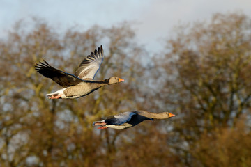Greylag Goose, goose