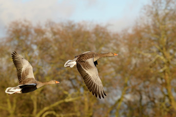 Greylag Goose, goose