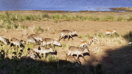 Waterbuck in Kruger National park