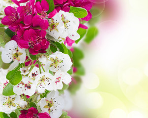 Fototapety  Blossoming Apple tree Flowers