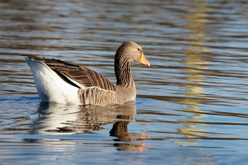 Greylag Goose, goose