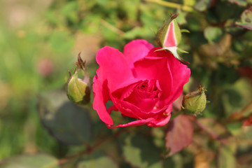 Red roses and sunlight