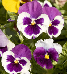 Fototapeta na wymiar Pansies of purple and white colours