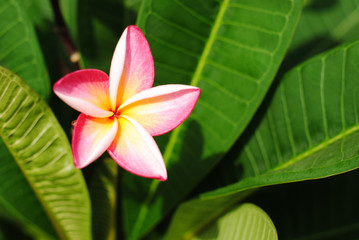 flowers plumeria nature color pink background plant