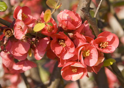 Guince branch in blossom