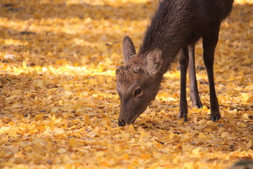 奈良の鹿－秋－