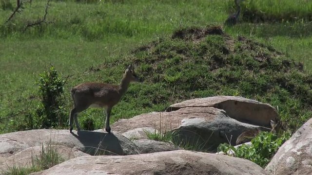 Klipspringer (Oreotragus Oreotragus) couple on rocks