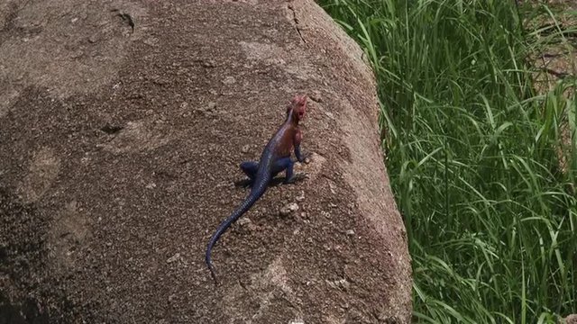 Mwanza Agama sunbathing on a rock