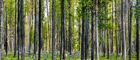 forest of tree trunks