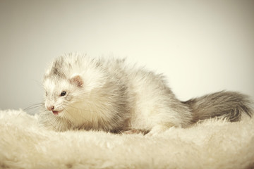 Silver ferret portrait in studio