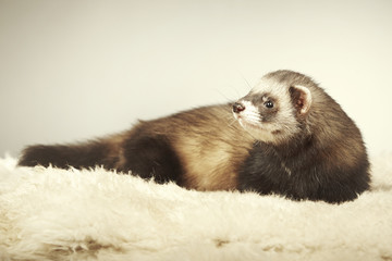 Ferret male portrait in studio