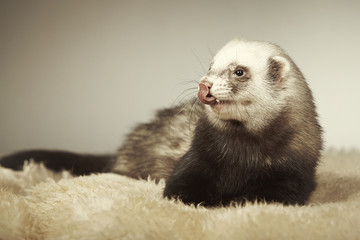 Adult ferret male in studio