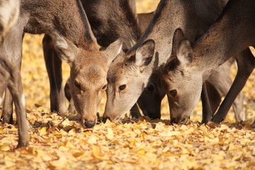 奈良の鹿－秋－