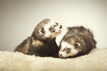 Licking ferret couple in studio