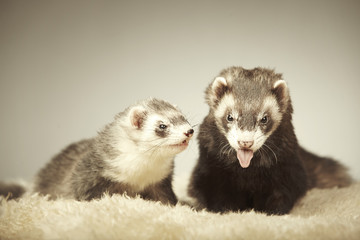 Fototapeta na wymiar Couple of ferret friends in studio