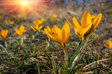 nice yellow crocuses flowers