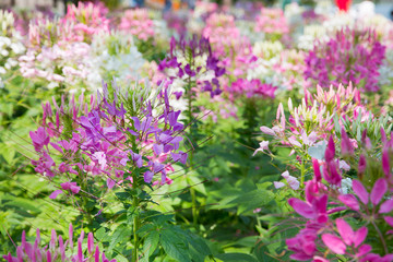 Spider flower (Cleome spinosa Jacq).