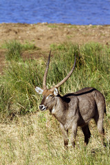 Waterbuck in Kruger National park