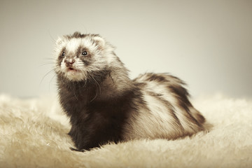 Angora ferret in studio on fur
