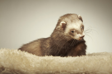 Nice ferret portrait in studio