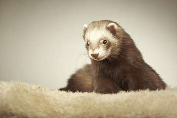 Fototapeta premium Brown ferret portrait in studio