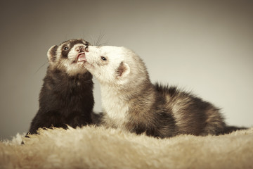 Two ferrets on fur in studio