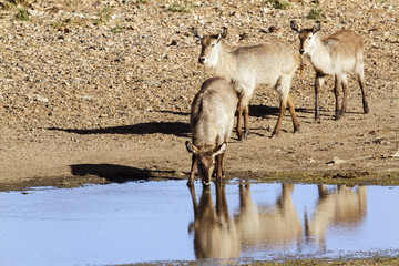 Waterbuck in Kruger National park