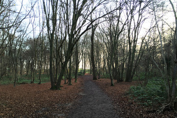 Forêt automne