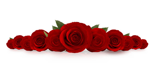 fleur de roses rouges sur fond blanc