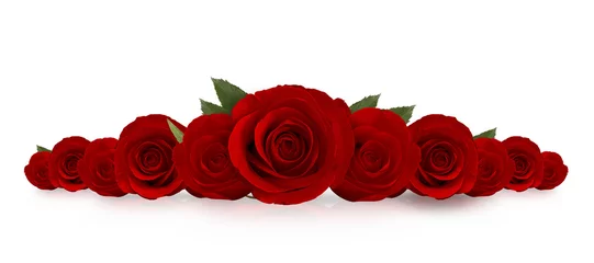 Fotobehang Rozen rode rozen bloem met witte achtergrond