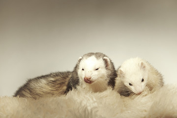 Fototapeta na wymiar Two ferrets in studio