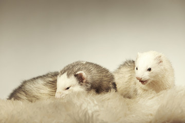Portrait of nice ferret couple in studio
