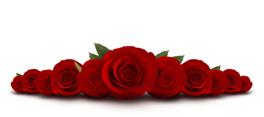 red roses flower with white background