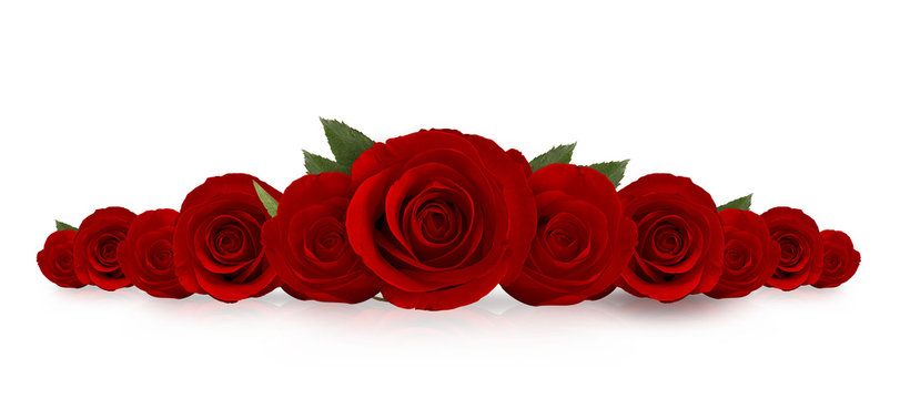 Hồng luôn là loài hoa đầu tiên được nhắc đến bởi vẻ đẹp và mùi thơm ngào ngạt. Hồng đỏ thể hiện sự đam mê, còn hồng trắng tượng trưng cho tình yêu và tinh khiết. Chắc chắn bạn sẽ thích thú khi nhìn thấy bức ảnh này về loài hoa tuyệt đẹp này.