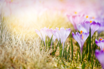 vintage blooming violet crocuses, spring flower