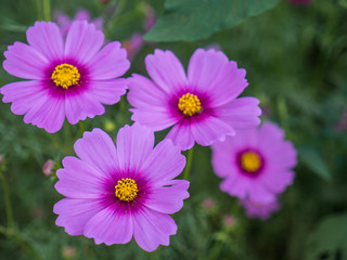 Obraz premium Cosmos