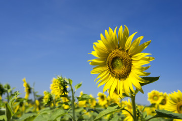 Obraz premium Sunflower1