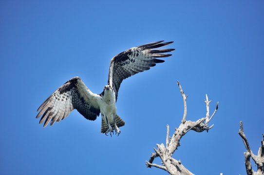 One Osprey taking off from a tree.